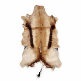 Copper Springbok hide from South Africa with rich caramel and dark brown markings – exact hide 36 inches