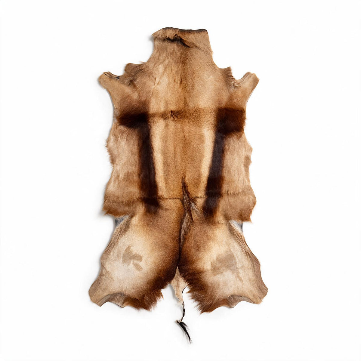 Copper Springbok hide from South Africa with rich caramel and dark brown markings – exact hide 37 inches