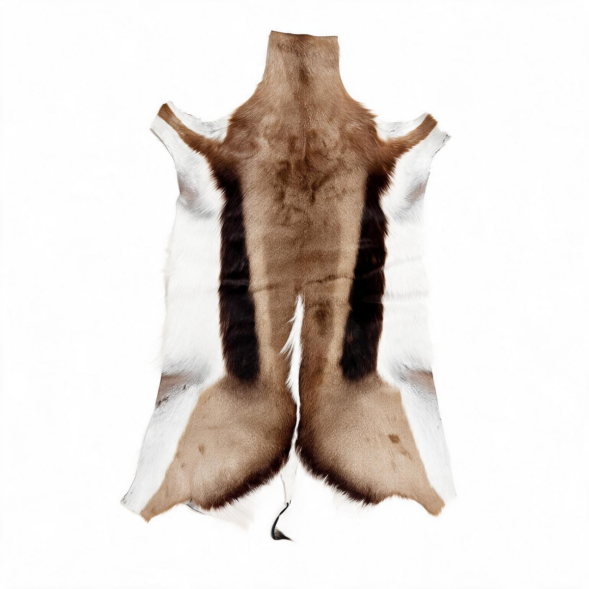 Common Springbok hide from South Africa with natural fawn, dark brown and white markings – exact hide 33 inches