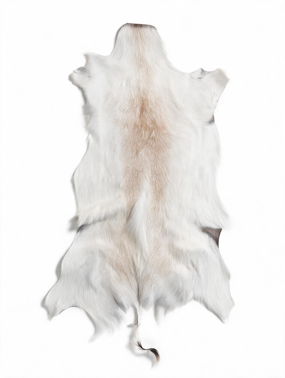 Rare White Springbok Hide – Authentic South African Game Hide