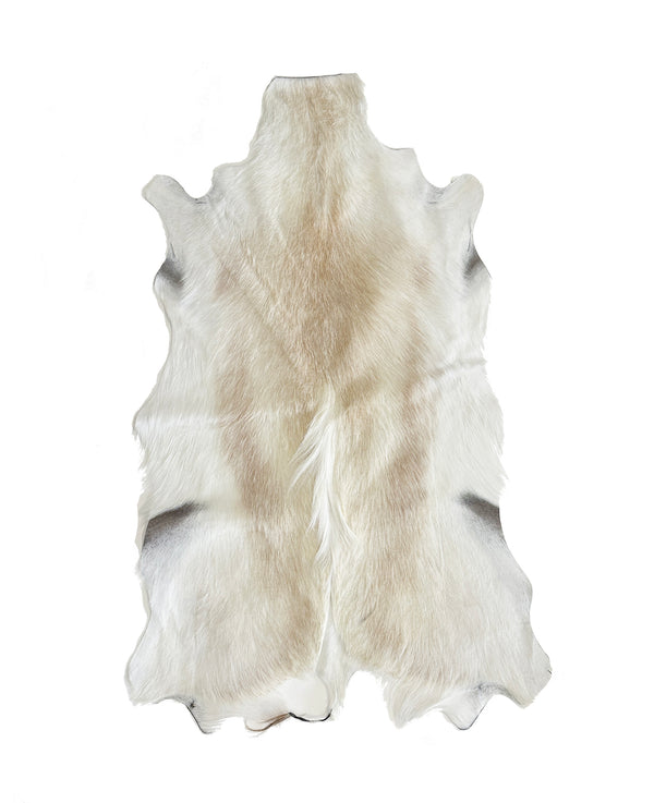 white springbok deer hide