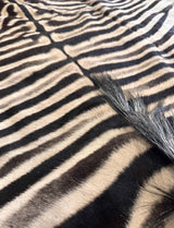 Authentic Burchell zebra hide close-up showing natural hair and markings