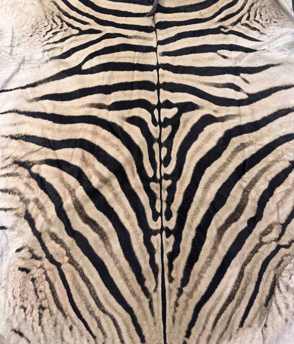 Close-up of authentic zebra hide showing natural stripes and fur texture
