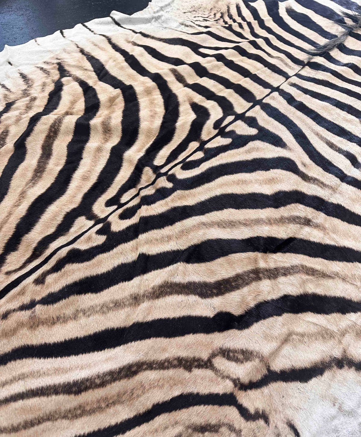 Authentic Burchell zebra hide close-up showing natural hair and markings