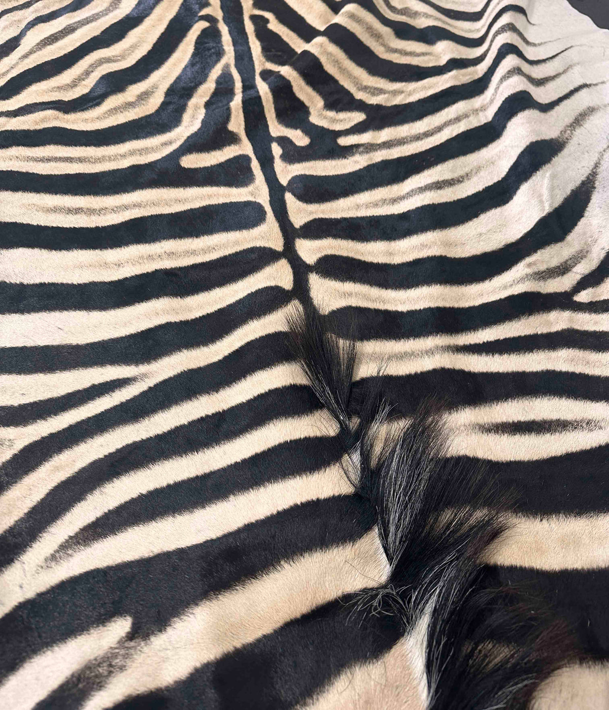 Real zebra hide rug detail with natural black and cream striping