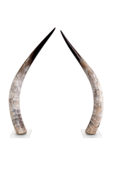 polished cow horn pair