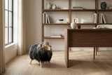Small black and white sheep standing on a wooden floor in a room with a bookshelf and desk.