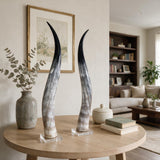 Matched Set of Polished Cow Horns