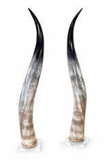Matched Set of Polished Cow Horns