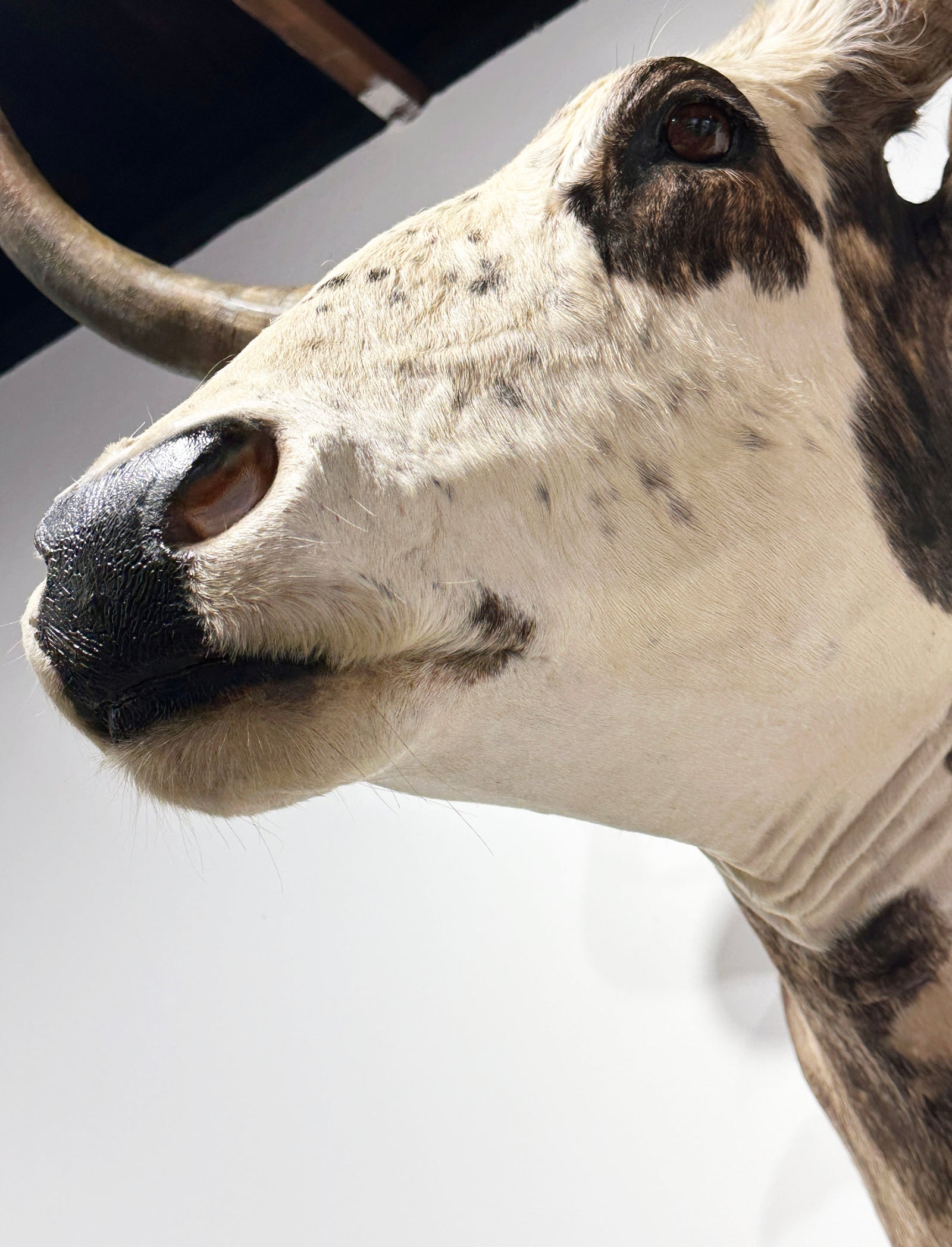 fuku cow shoulder Longhorn Shoulder Mount Taxidermy - Exotic Brindle Gray Black Mix