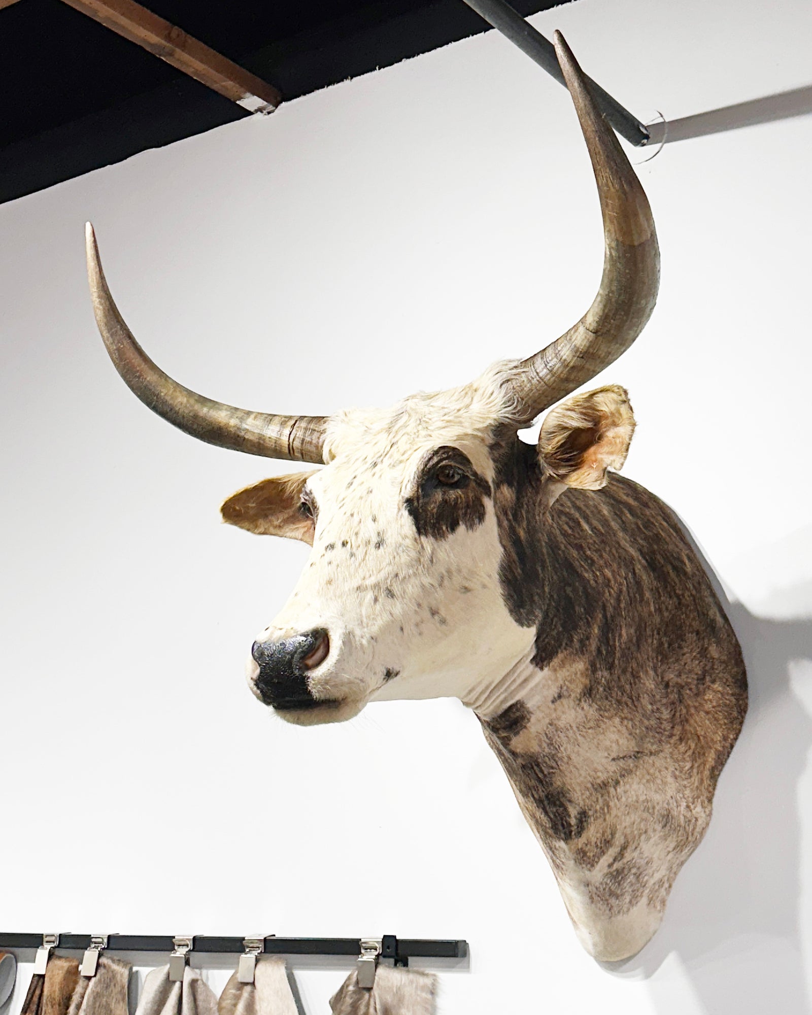 Longhorn Shoulder Mount Taxidermy - Exotic Brindle Gray Black Mix