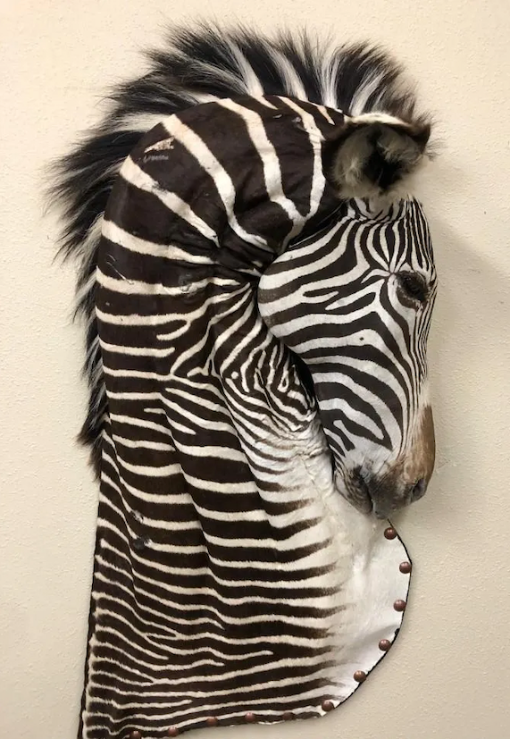 zebra exotic taxidermy