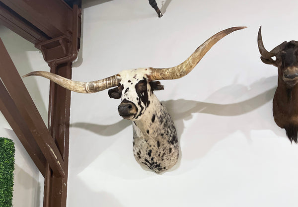 taxidermy texas longhorn shoulder mount