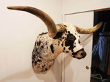 taxidermy texas longhorn shoulder mount