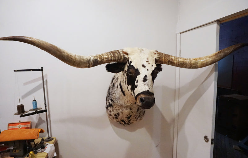 taxidermy texas longhorn shoulder mount