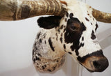 taxidermy texas longhorn shoulder mount