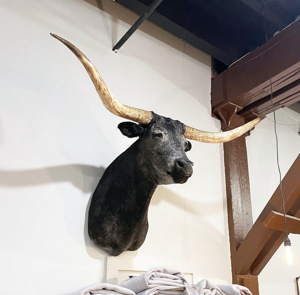 taxidermy texas longhorn shoulder mount