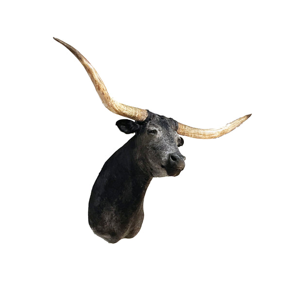 taxidermy texas longhorn shoulder mount