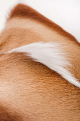 African Springbok Fur Pillow