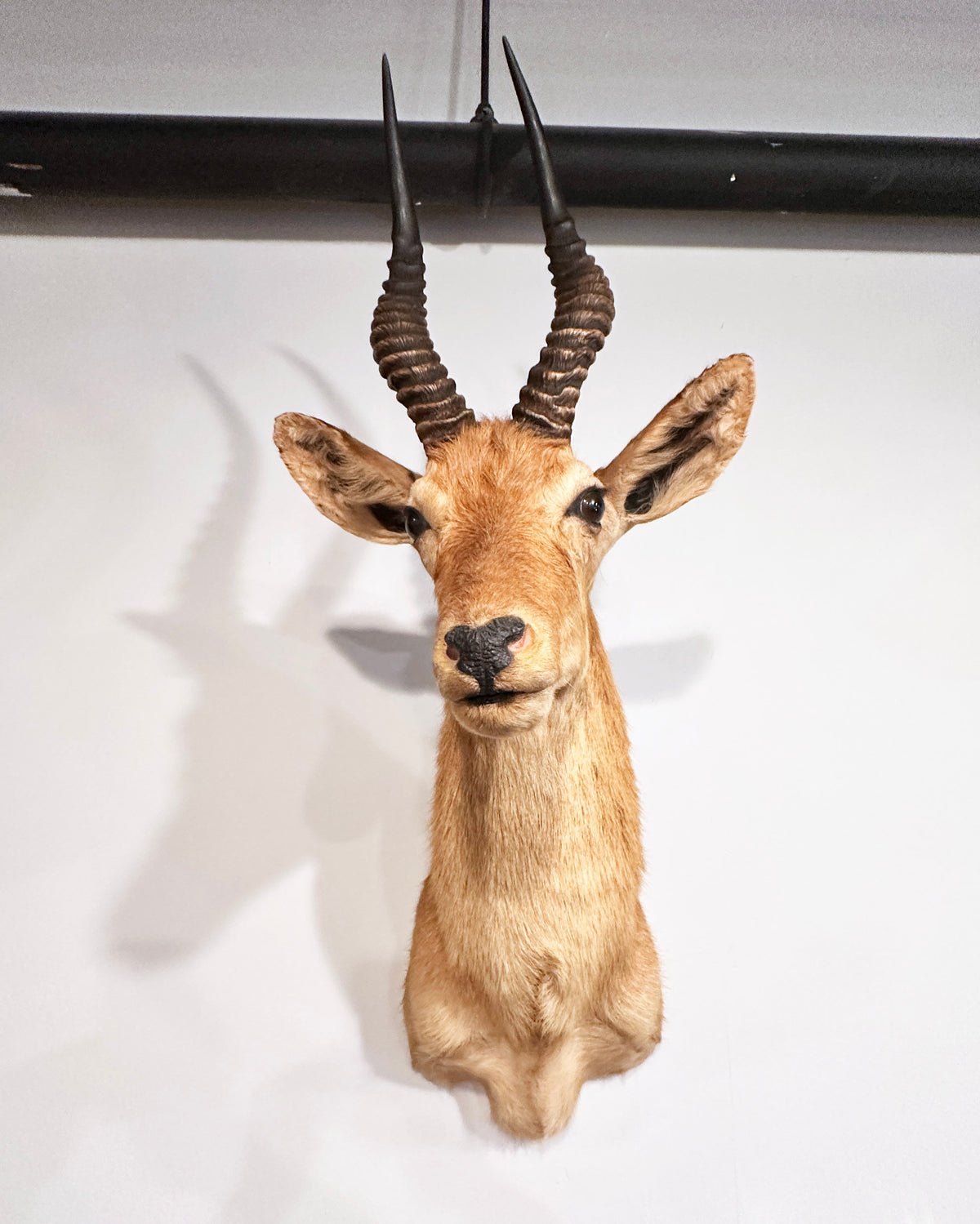 puku exotic taxidermy for sale