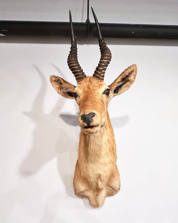 puku exotic taxidermy for sale